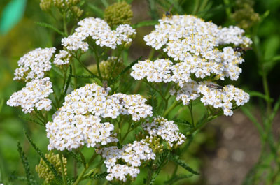 seifenhof-voecklabruck_kofler_blume3.jpg